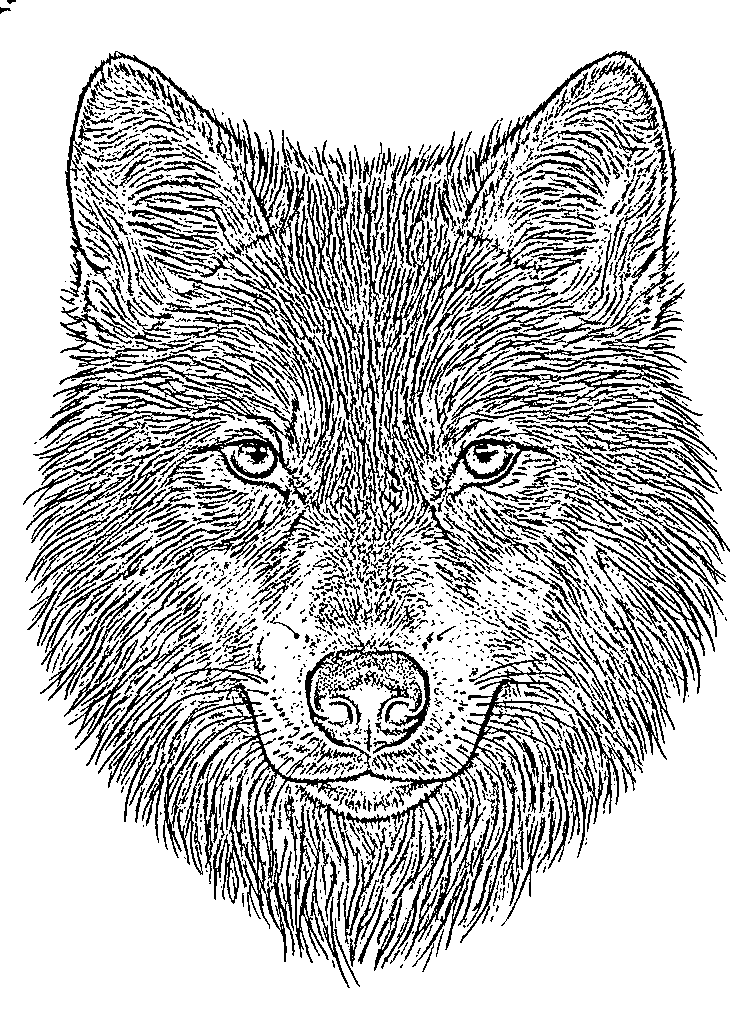 Wolf portrait tattoo stencil